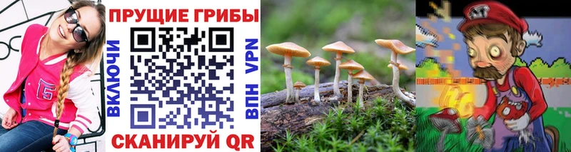 Псилоцибиновые грибы Psilocybine cubensis  Юрьев-Польский 